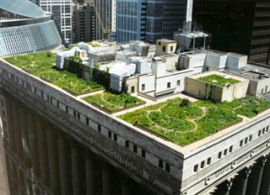 gradina de pe acoperisul promariei din Chicago