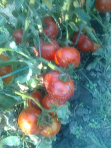 Photo0005