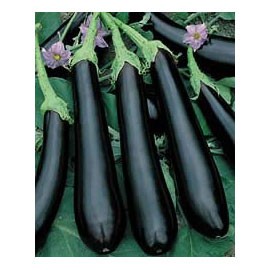 aubergine-barbentane