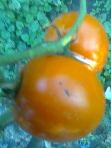 crestere nedeterminata maturitate medie