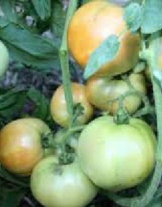 Fructe de roșii verzi în curs de dezvoltare și pârguire pe plantă, etapă de legare a rodului