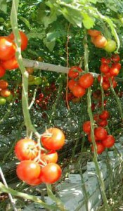 defoliere rosii tomate