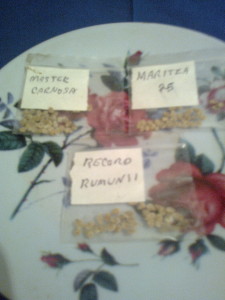 seminte de rosii