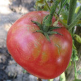paradaisa de peste dunare buna pentru preparate culinare si conserve de iarna
