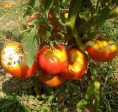 mana la tomate
