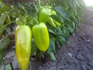ardei capia timpuriu din grădina mea