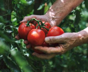 roșii adaptate condițiilor din propria mea grădină