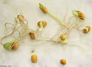 semint de rosii