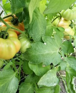 Grasa taraneasca