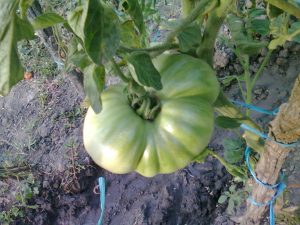 Grasa de isalnita