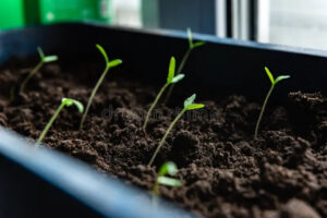 semințele care germinează si care vor produce răsaduri de roșii sănătoase