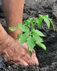 Plantarea unui răsad de roșii în grădină - acoperirea și tasarea