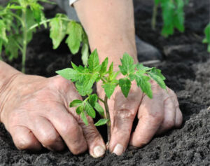 Cum fac în grădină plantarea răsadului pentru cultura roșiilor