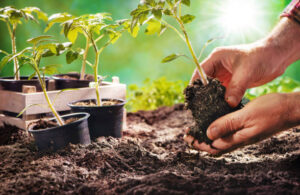 Cultivarea roșiilor începe cu producerea răsadurilor
