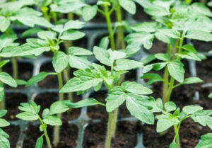 răsaduri de roșii din grădină pregătite pentru plantare