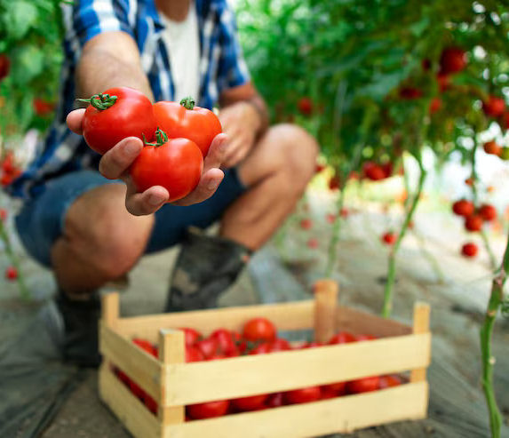 grădinar cu experiență în cultivarea roșiilor