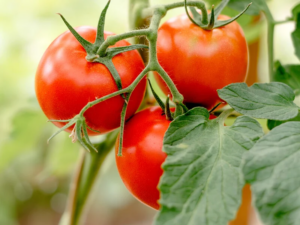tomate din rasaduri de rosii produse in gradina proprie