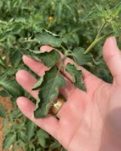 monitorizarea răsadurilor de roșii după plantare prin verificarea frunzelor pentru semne de stres sau dăunători