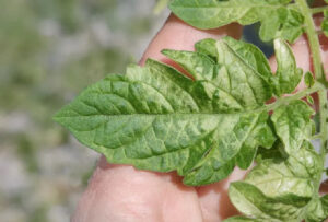 monitorizarea răsadurilor de roșii prin verificarea frunzelor