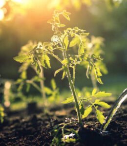 răsad fertilizat după plantare pentru dezvoltarea rădăcinilor