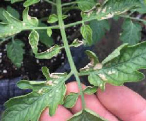 Răsad cu probleme de ofilre apărute ulterior plantării