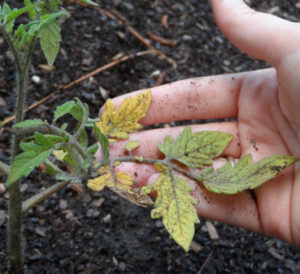 frunze galbene la roșii după plantarea în gradină