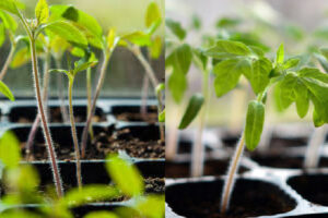 răsaduri de roșii alungite comparativ cu răsaduri sănătoase după repicare