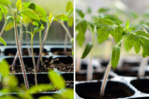 răsaduri de roșii alungite comparativ cu răsaduri sănătoase după repicare