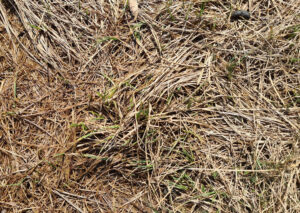 paiele - tipuri de mulci și ce funcționează în practică