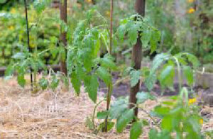 mulcire rosii cu paie in gradina