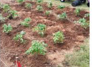 îngrijirea în primele 2-3 săptămâni după mulcirea roșiilor