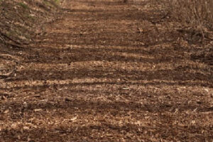 Tipuri de mulci ce funcționează în gradină: frunze uscate