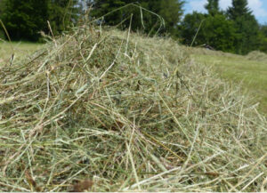 iarbă uscată folosită ca mulci la roșii după plantare