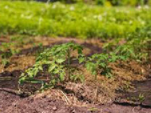 Răsaduri de roșii protejate  după plantare cu mulci din paie