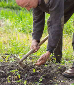 Grădinar care face prașila răsadurilor de roșii după plantare pentru aerarea solului