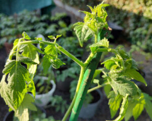 răsad de roșii ușor ofilit după plantarea în grădină – stres de adaptare