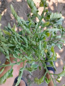 roșii ușor ofilite după mutare, semn de stres de transplant