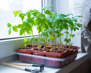 răsaduri pregătite pentru planificarea numărului de răsaduri și a spațiului necesar în balcon