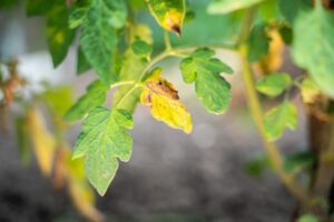 Frunze îngălbenite la baza plantei de roșii,