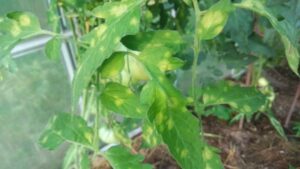 Pete galben-verzui care apar pe frunzisul rosiilor în urma plantării din cauza cladosporiozei