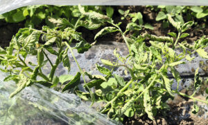 roșii cu arsuri solare , le recunoști după plantare, frunze decolorate și uscate