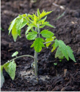 Răsad de roșii proaspăt plantat în grădină, udat imediat pentru reducerea șocului de transplant