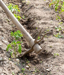 Metodă tradițională de mulcire la roșii prin mușuroirea pământului cu sapa în jurul plantelor