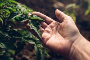 Cum evaluăm prin frunze stresul plantelor și necesitatea biostimulatorilor pentru roșii