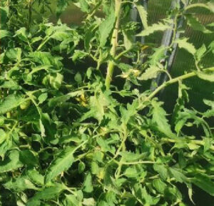 Tufă de roșii necopilită cu vegetație aglomerată și aerisire redusă
