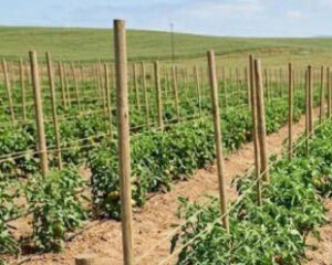 Distanțe corecte de plantare pentru o mai bună aerisire