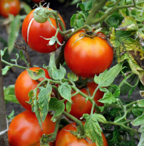 Plantă de roșii sănătoasă, dezvoltată printr-o fertilizare echilibrată