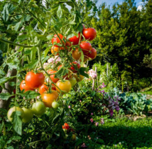 Plantă de roșii sănătoasă cu fructe mature – ușor stres hidric și gust mai bun
